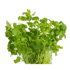 Soli Organic Cilantro - 1oz