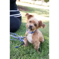 Country Brook Petz Duty Honor Country Martingale Dog Collar (1/2 Inch, 2XS)