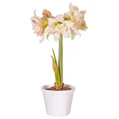 Van Zyverden Amaryllis White/Pink Impatient Flower Bulb
