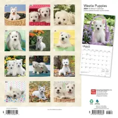 Browntrout 2024 Wall Calendar 12"x12" West Highland White Terrier Puppies