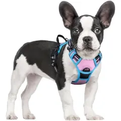 rabbitgoo Dog Harness No Pull with 2 Leash Clips, Control Handle for Small Dogs, Pink & Blue, S