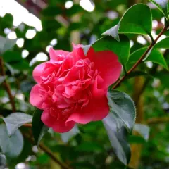 2.5qt Camellia Sasanqua Plant with Red Blooms - National Plant Network