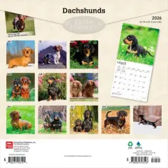 BrownTrout Dachshunds 2026 12"x24" Hanging Square Wall Calendar Plastic-Free