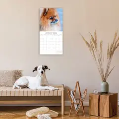 2026 Square Wall Calendar, Pomeranian, 16-Month Animals Theme with 180 Reminder Stickers (12x12 In)