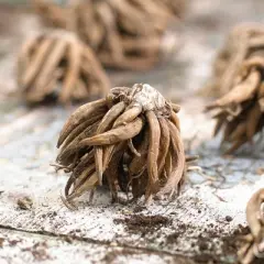 Van Zyverden 25ct Bulbs Butter Cups Ranunculus Double Blooming Mixed