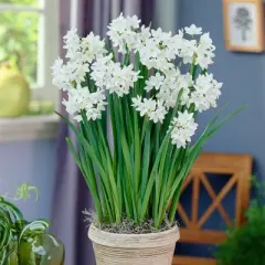 25ct Paperwhites Bulbs - Van Zyverden