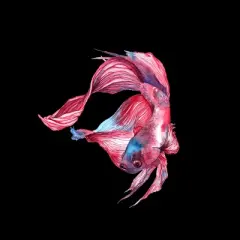 Junior's Design By Humans Betta Fish By GisaPizzatto T-Shirt