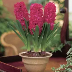 Van Zyverden 5ct Hyacinth Red Indoor Forcing Jan Bos Flower Bulb Set