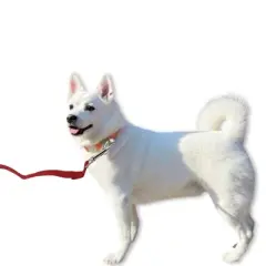 Unique Bargains Training Dog Leash with Foam Handle Leash 49.2ft Red 1 Pc