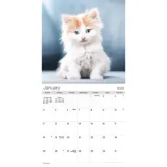 Trends International 2026 Cuddly Kittens 12"x12" Wall Calendar