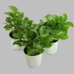 3pc Hydrangea Lime Lovebird - National Plant Network