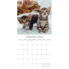 The Gifted Stationery 2024 Square Wall Calendar, Cats & Kittens, 16-Month Animals Theme with 180 Reminder Stickers (12 x 12 In)