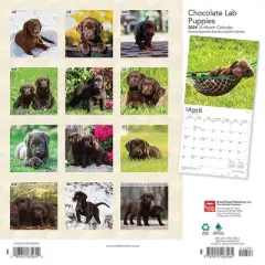 Browntrout 2024 Wall Calendar 12"x12" Labrador Retriever Puppies Chocolate