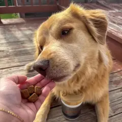 BUDDYREST Soothe&trade; Salmon Bites for Dogs &ndash; 100% Real Salmon for Skin & Coat Health, Anti‑Itch Allergy Relief, Omega‑3 & Omega‑6, Grain‑Free, 120 Treats