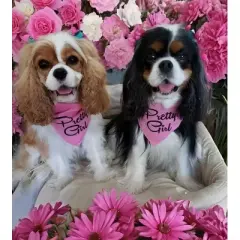 Parisian Pet 'Pretty Girl' Bandana - Fashionable, Comfortable Pink Pet Bandana for Dogs & Cats, Trendy Pet Fashion Accessory