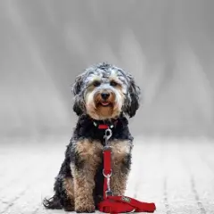 DDOXX 6.6 ft 3-Way Adjustable Extra Small Nylon Dog Leash - Red