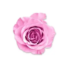 Wet n Wild Photo Focus Primer Water - Ros&egrave; Addiction - 1.52 fl oz