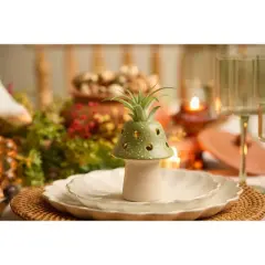 LiveTrends Fairy Ring Live Houseplant