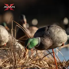 Avian X AXP Full Body Mallards Fusion Pack of 6 Decoys Includes Slot Bag and Field Stakes