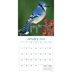 TF Publishing 2024 Wall Calendar 12"x12" Backyard Birds