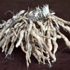 3ct Hosta Guacamole Roots - Van Zyverden