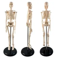 Supertek Human Skeleton Model with Key, 17"