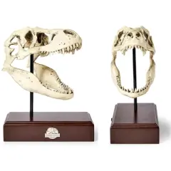 Surreal Entertainment Jurassic World 9x8 Inch Tyrannosaurus Rex Skull Resin Replica