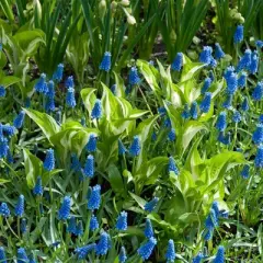 Van Zyverden 100ct Bulbs Muscari Grape Hyacinths