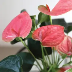 Live 5" Sweet Dream Pink Anthurium Houseplant with Moss in Evi Planter