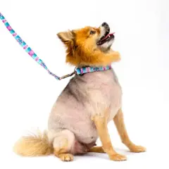 Country Brook Petz Albuquerque Martingale Dog Collar and Leash