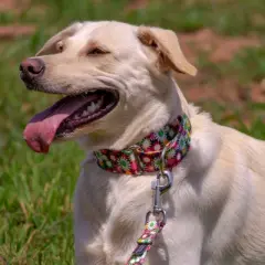 Country Brook Petz HossFit Jr Wide Martingale Dog Collar - Floral Collection