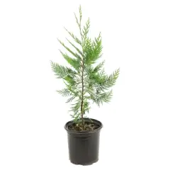 Cypress 'Leyland' 1pc - National Plant Network U.S.D.A Hardiness Zone 5-9 - 2.5 Quart