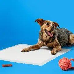 Clean Scent Dog Training Pads - L - 50ct - up&up&trade;