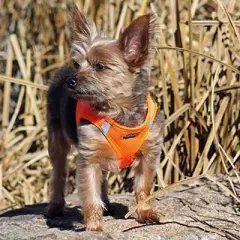 Doggie Design American River Solid Ultra Choke Free Dog Harness - Hunter Orange