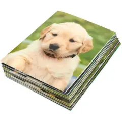 Blue Panda 12 Pack of 2 Pocket Folders with Puppies, Letter Size Dog Folders with Pockets for School, Office (6 Designs, 12 x 9.5 Inches)