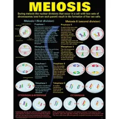 Cells Teaching Poster Set - McDonald Publishing: Biology & Science Learning Posters, Grades 3-12, Teacher Created Resources