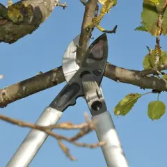 FELCO 231, 32in. Cam Assisted Curved Anvil Lopper for Cut Force Reduction, Light Weight