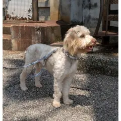 Country Brook Petz Premium Urban Camo Dog Collar