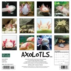 Willow Creek Press 2024 Wall Calendar 12"x12" Axolotls