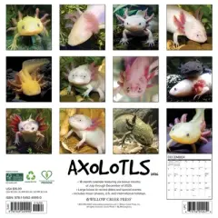 Willow Creek Press 2026 Axolotls Wall Calendar