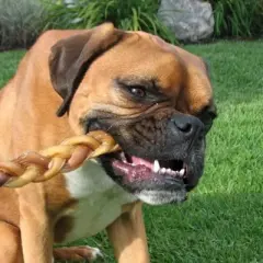 Pawstruck 9" Braided Bully Sticks for Dogs - Natural Bulk Dog Dental Treats & Healthy Chews, Chemical Free, 9 inch Best Low Odor Pizzle Stix