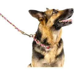 Country Brook Petz Pink Paisley Martingale Dog Collar and Leash