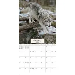 Trends International 2026 Wolves 12"x12" Wall Calendar