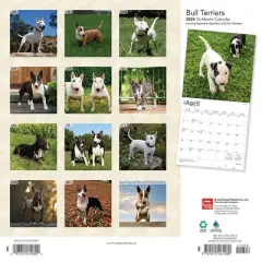 Browntrout 2024 Wall Calendar 12"x12" Bull Terriers