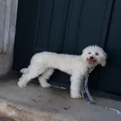 Country Brook Petz 1 1/2 Inch Mountain Viper Camo Martingale Dog Collar