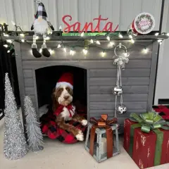 Aivituvin Wooden Heavy Duty Dog Crates House| Strong Iron Frame|Medium & Large-AIR73/74/75/76