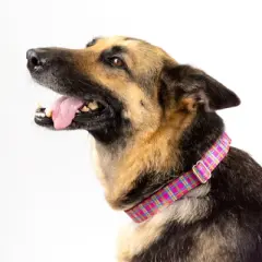 Country Brook Petz Premium Bubblegum Pink Plaid Dog Collar and Leash