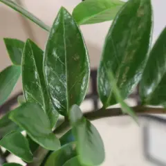 Live 5" ZZ Zenzii Houseplant in Cream Jute Planter