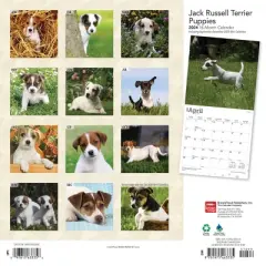 Browntrout 2024 Wall Calendar 12"x12" Jack Russell Terrier Puppies