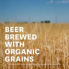 Michelob ULTRA Pure Gold Organic American Lager Beer - 12pk/12 fl oz Cans